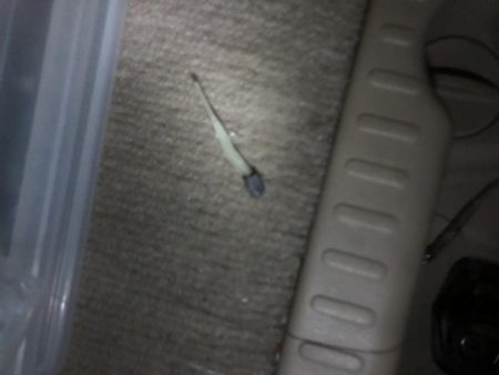 連日のアジング